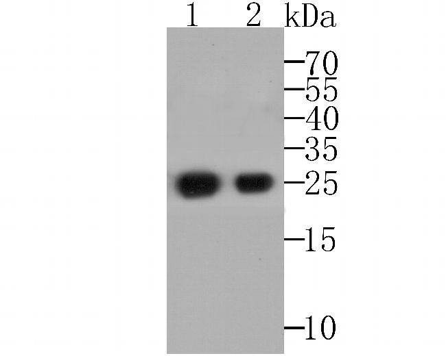 ORM1 Antibody in Western Blot (WB)