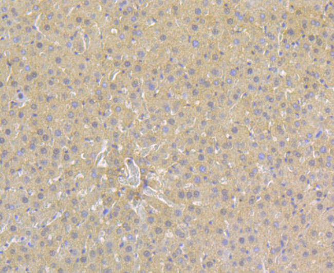 ORM1 Antibody in Immunohistochemistry (Paraffin) (IHC (P))