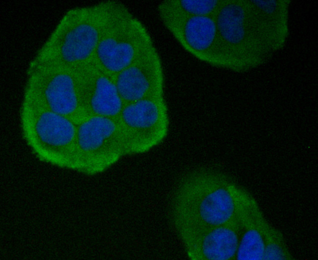 TIM-3 Antibody in Immunocytochemistry (ICC/IF)