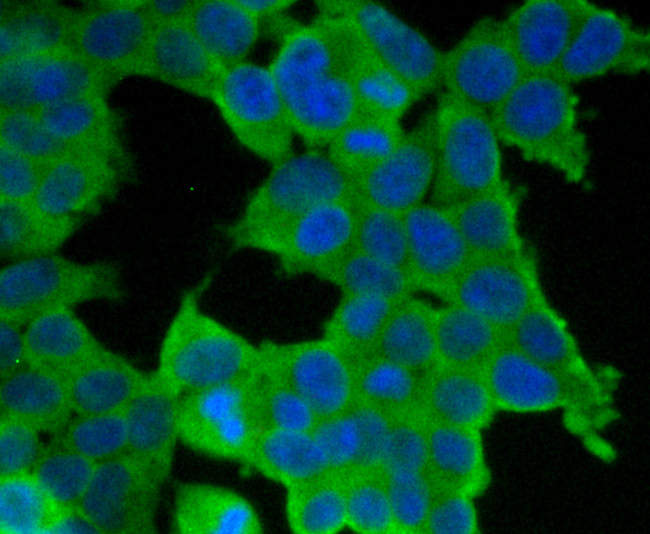 TIM-3 Antibody in Immunocytochemistry (ICC/IF)