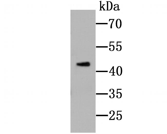 TIM-3 Antibody in Western Blot (WB)