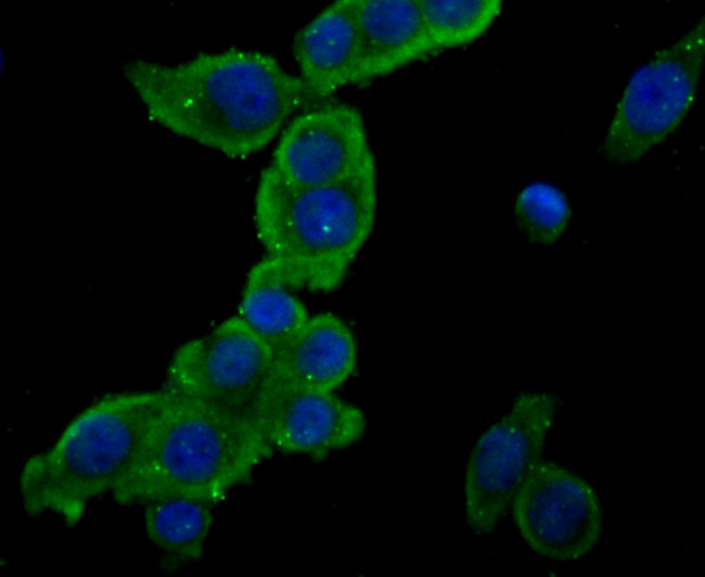 PCSK9 Antibody in Immunocytochemistry (ICC/IF)