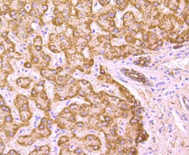 PCSK9 Antibody in Immunohistochemistry (Paraffin) (IHC (P))