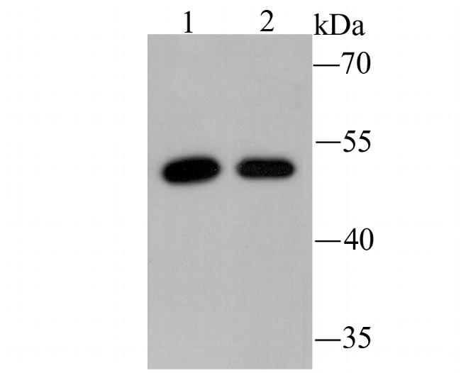 PCSK9 Antibody in Western Blot (WB)