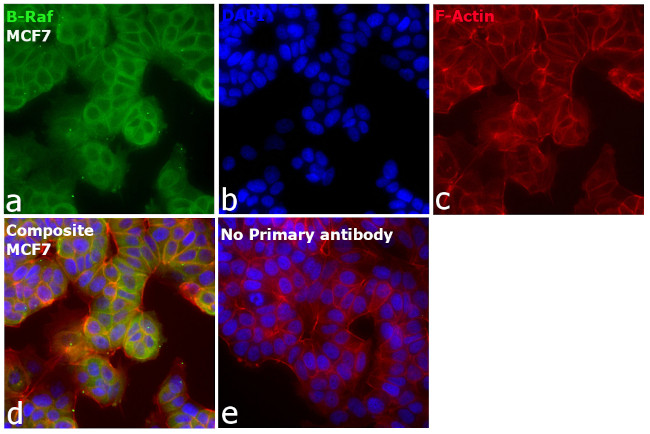 B-Raf Antibody in Immunocytochemistry (ICC/IF)