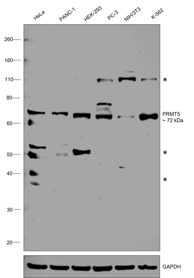 PRMT5 Antibody in Western Blot (WB)