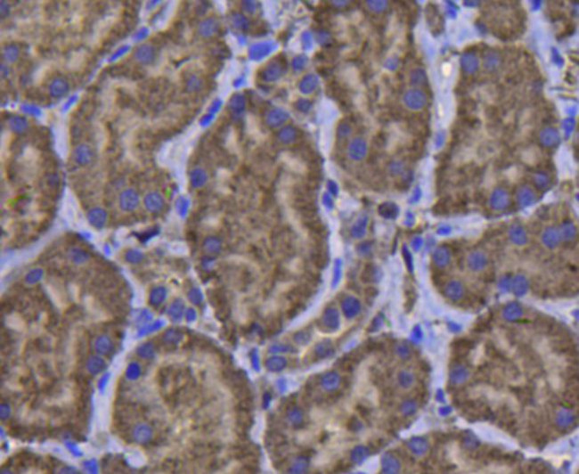 GPX1 Antibody in Immunohistochemistry (Paraffin) (IHC (P))