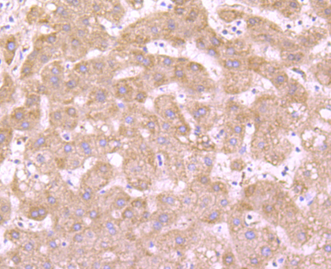 DOPA Decarboxylase Antibody in Immunohistochemistry (Paraffin) (IHC (P))