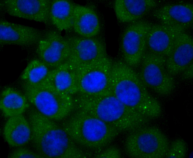 PGF Antibody in Immunocytochemistry (ICC/IF)