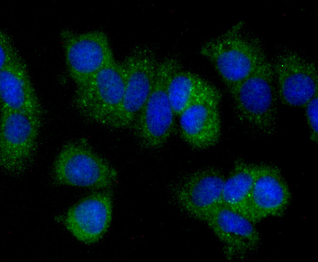 PGF Antibody in Immunocytochemistry (ICC/IF)