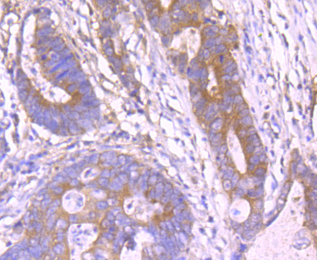 PGF Antibody in Immunohistochemistry (Paraffin) (IHC (P))