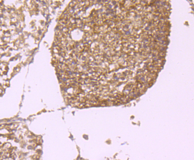 PGF Antibody in Immunohistochemistry (Paraffin) (IHC (P))