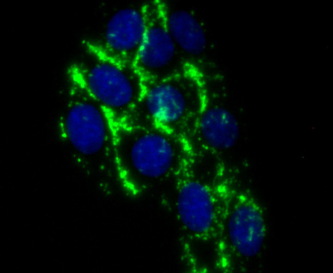 Complement C4 Antibody in Immunocytochemistry (ICC/IF)