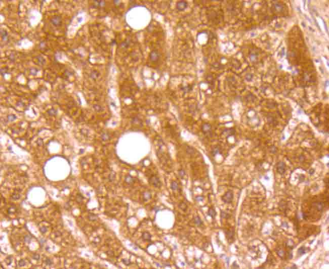 Complement C4 Antibody in Immunohistochemistry (Paraffin) (IHC (P))