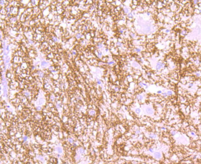 MOG Antibody in Immunohistochemistry (Paraffin) (IHC (P))