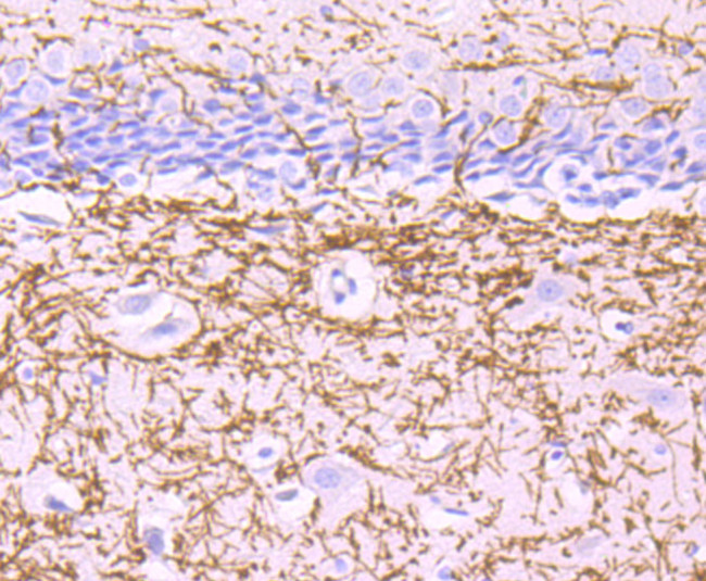 MOG Antibody in Immunohistochemistry (Paraffin) (IHC (P))