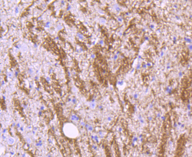 MOG Antibody in Immunohistochemistry (Paraffin) (IHC (P))