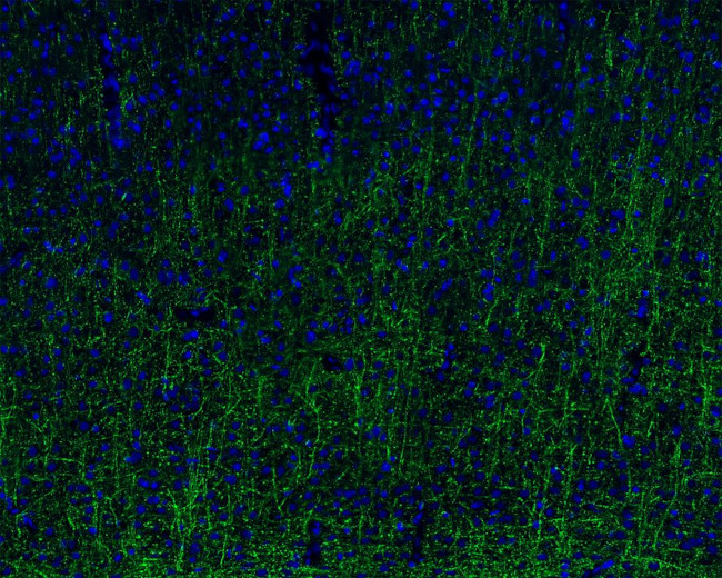 MOG Antibody in Immunohistochemistry (Frozen) (IHC (F))