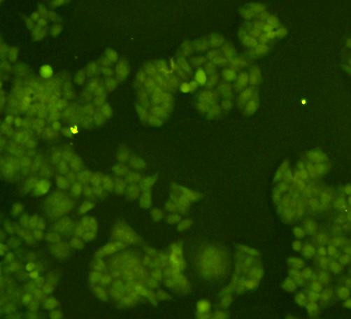 14-3-3 beta Antibody in Immunocytochemistry (ICC/IF)