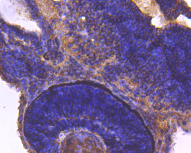 14-3-3 beta Antibody in Immunohistochemistry (Paraffin) (IHC (P))