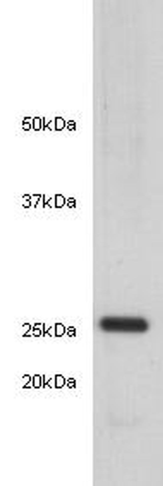 14-3-3 beta Antibody in Western Blot (WB)