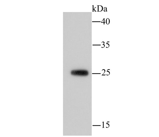 14-3-3 beta Antibody in Western Blot (WB)