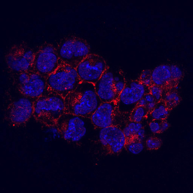 KIDINS220 Antibody in Immunocytochemistry (ICC/IF)