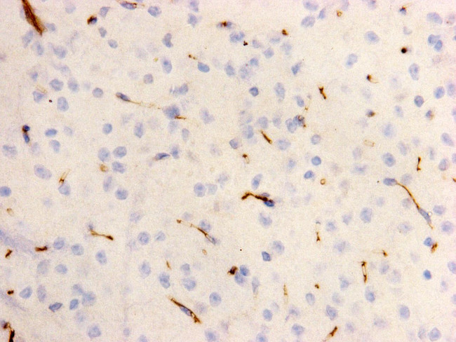 KIDINS220 Antibody in Immunohistochemistry (Paraffin) (IHC (P))