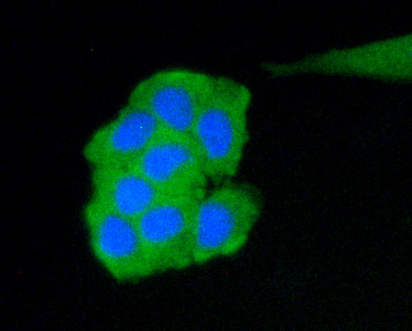 C19orf35 Antibody in Immunocytochemistry (ICC/IF)