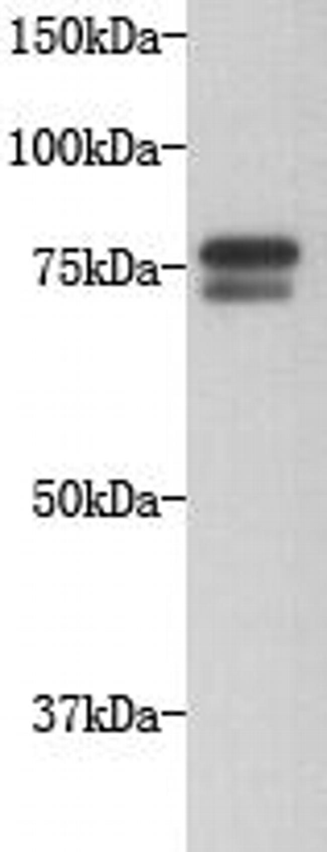 GOLGA5 Antibody in Western Blot (WB)