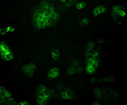 PIEZO1 Antibody in Immunocytochemistry (ICC/IF)