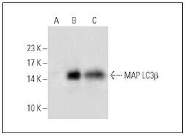 LDHA Antibody in Western Blot (WB)