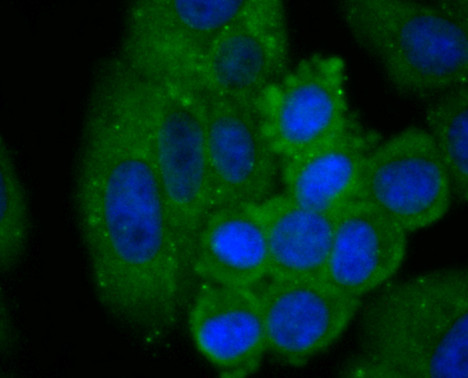 C14orf93 Antibody in Immunocytochemistry (ICC/IF)