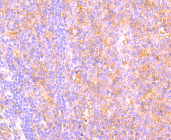 C14orf93 Antibody in Immunohistochemistry (Paraffin) (IHC (P))