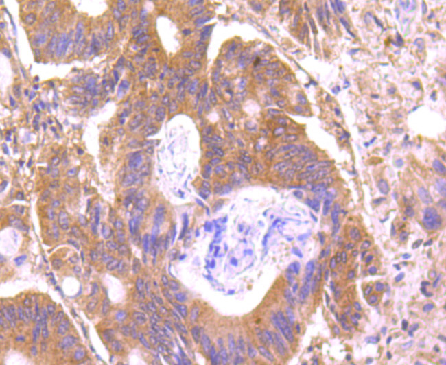 C14orf93 Antibody in Immunohistochemistry (Paraffin) (IHC (P))