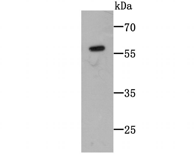 C14orf93 Antibody in Western Blot (WB)