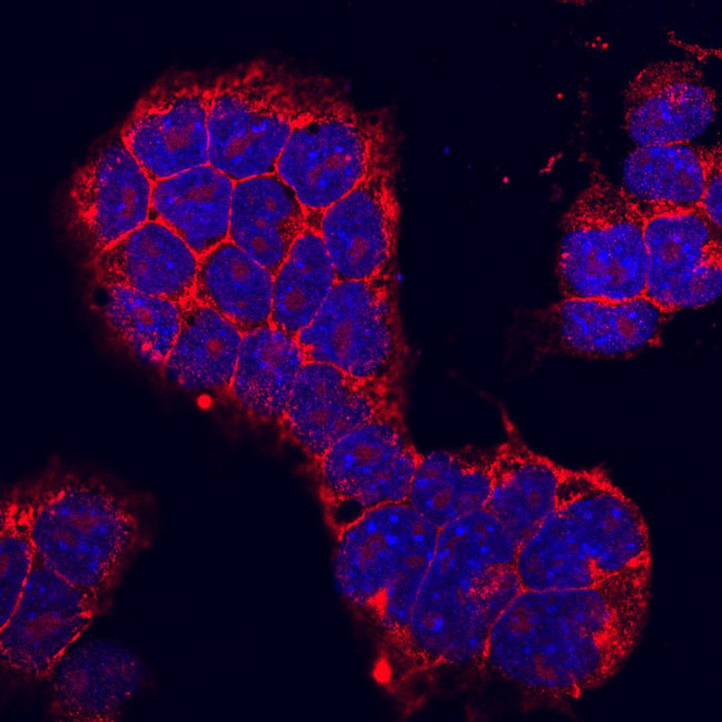 ID2 Antibody in Immunocytochemistry (ICC/IF)