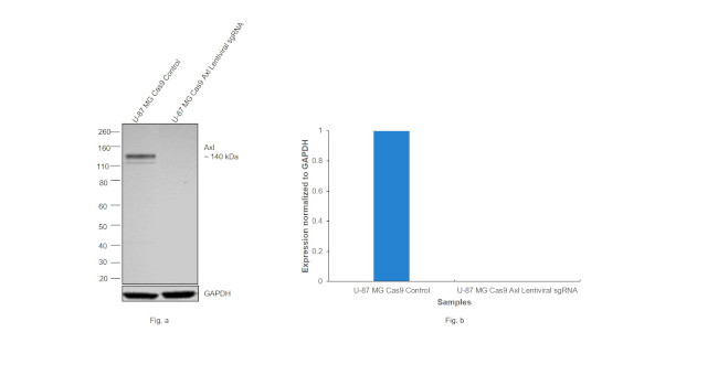 Axl Antibody