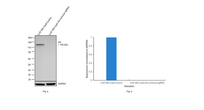 Axl Antibody in Western Blot (WB)