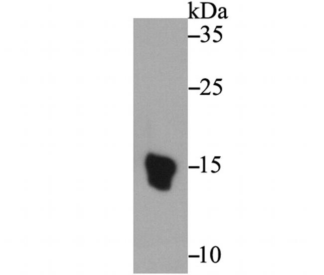 Axl Antibody in Western Blot (WB)