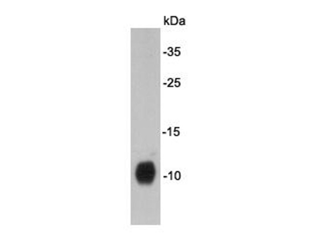 DPY30 Antibody in Western Blot (WB)