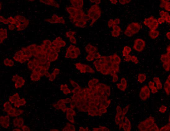 ALDH2 Antibody in Immunocytochemistry (ICC/IF)