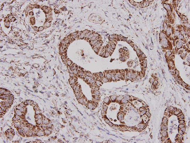 ALDH2 Antibody in Immunohistochemistry (Paraffin) (IHC (P))