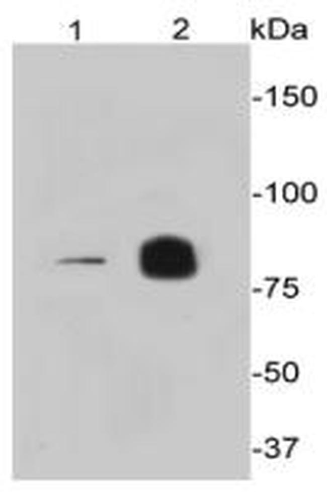 PI3K p85 alpha Antibody in Western Blot (WB)