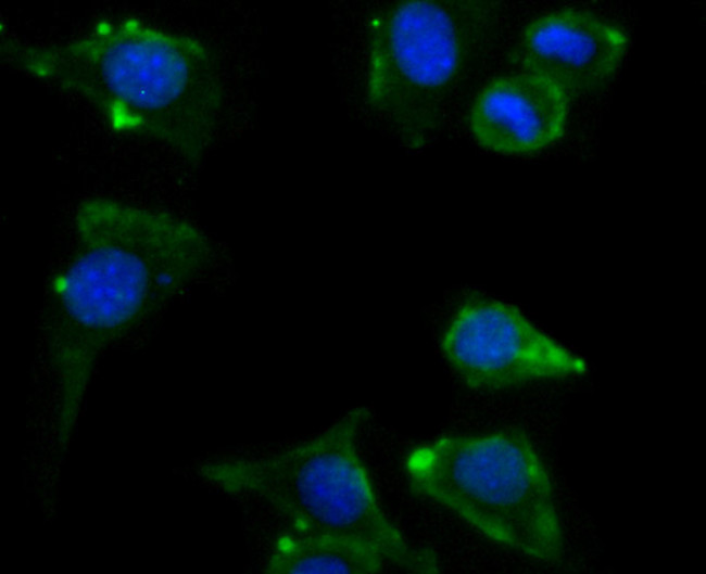 ATG12 Antibody in Immunocytochemistry (ICC/IF)