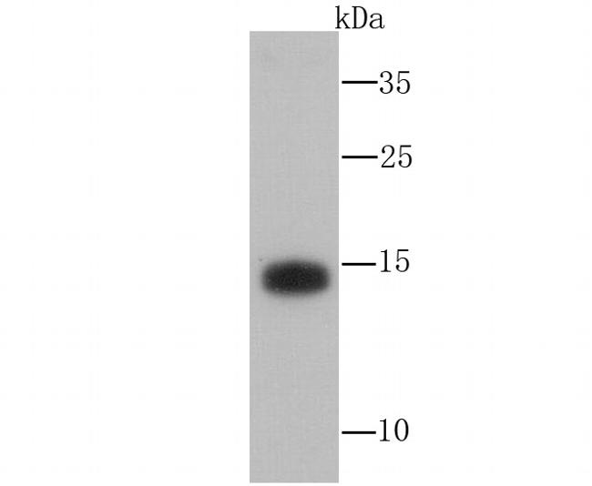 ATG12 Antibody in Western Blot (WB)