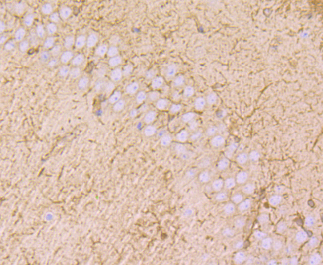 MAL Antibody in Immunohistochemistry (Paraffin) (IHC (P))