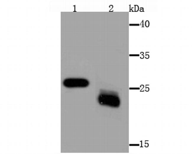 MAL Antibody in Western Blot (WB)