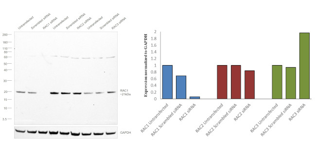 RAC1 Antibody