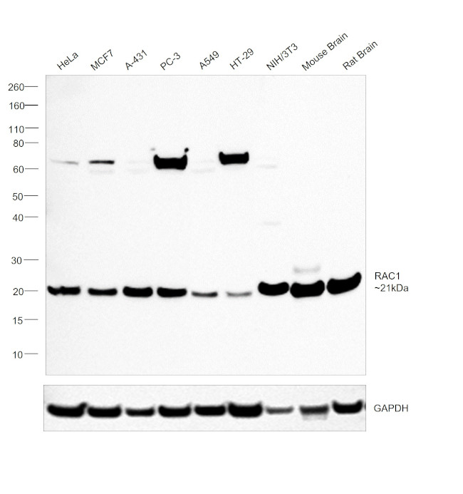 RAC1 Antibody in Western Blot (WB)